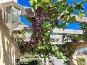 Raisin rouge de la terrasse du Palmier de Mira